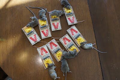 mouse trapping